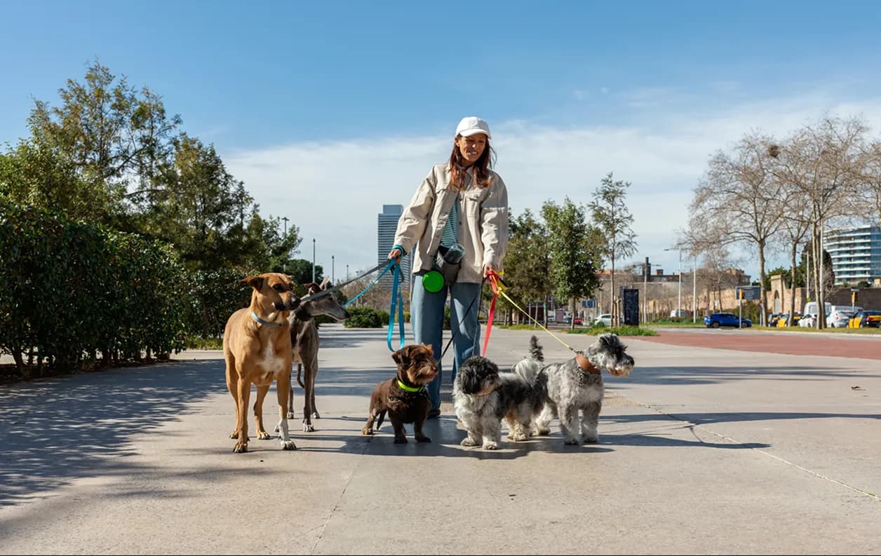 Dog walker leading several dogs down a sunny path